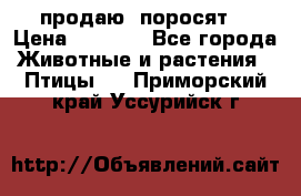 продаю  поросят  › Цена ­ 1 000 - Все города Животные и растения » Птицы   . Приморский край,Уссурийск г.